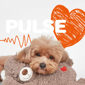Peluche pour chien avec son <span class=keywords><strong>de</strong></span> <span class=keywords><strong>battement</strong></span> <span class=keywords><strong>de</strong></span> cœur, coussin apaisant, jouet anti-morsure pour le sommeil et le grincement des dents - Product Image 2