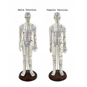 स आईएसओ प्रमाणित कोडित एक्यूपंक्चर बिंदु मॉडल पुरुष महिला व्यावहारिक टीसेमी जो मानव शरीर एक्यूपंक्चर प्रशिक्षण उपकरण - Product Image 4