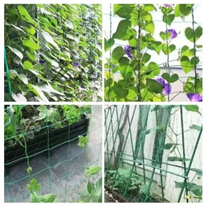 Nhà Máy Bán Buôn OEM/ODM Chất Lượng Tốt 2M * 10M Rau Bảo Vệ Yam <span class=keywords><strong>Net</strong></span> Lưới Vuông Cho Yam - Product Image 4