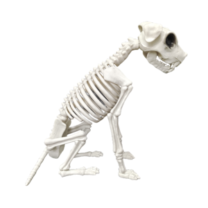 Dierlijk Skelet Medische Wetenschap Hond Skelet Mode Menselijke Biologie Onderwijs Dier Hond Hond Skelet Model Voor Halloween Decor - Product Image 2