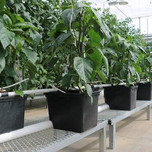 Greenfeed-Kits de sistemas de cultivo hidropónico, cubo de la mejor calidad, fabricante de China, Dwc, 8 cubos - Product Image 6