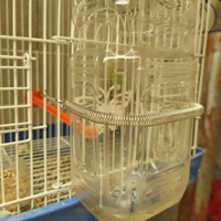 Abreuvoir automatique en plastique pour oiseaux, pigeons, perroquets, cailles, oiseaux bleus, accessoires et outils pour cage à oiseaux
