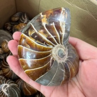 Fossile d'ammonite naturelle de Madagascar de haute qualité, spécimen de coquillage cristallin brillant, fossile d'escargot perroquet à vendre