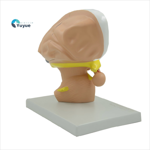 3x जीवन-आकार डाइनेसेफेलोन एनाटॉमी मॉडल. 4-भाग मस्तिष्क संरचना प्रदर्शक - Product Image 1