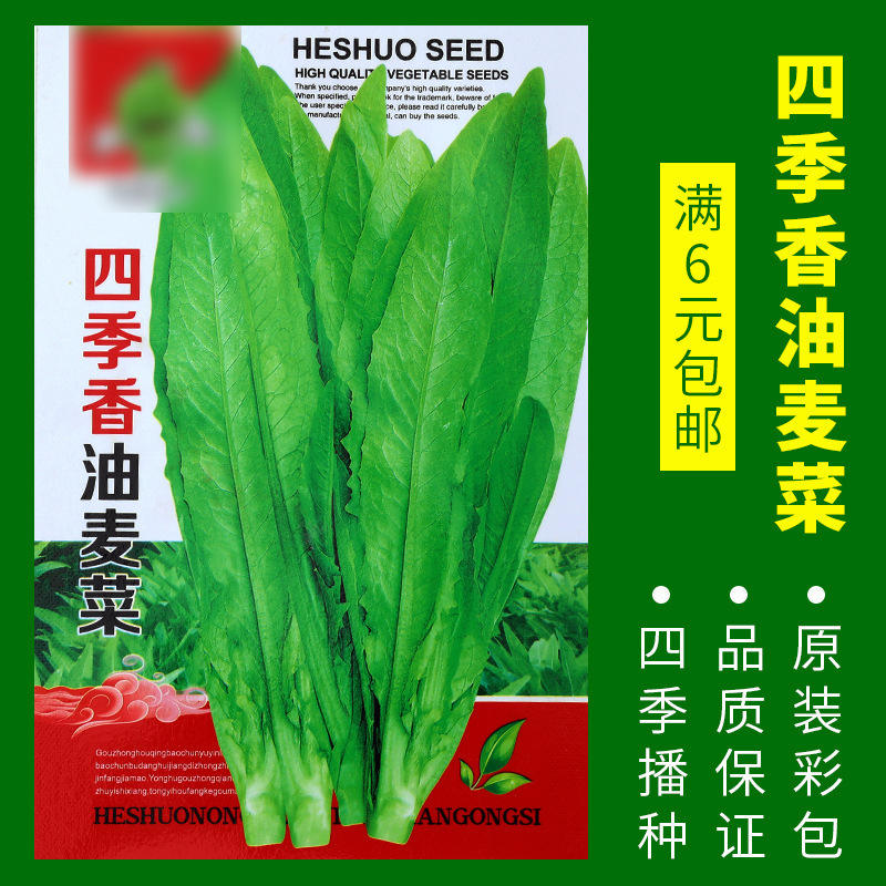 4# ผักกาดหอมโรแมน 1000 เมล็ด