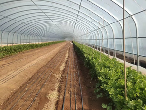 Vita di vendita calda di alta qualità serra costo efficace Tunnel serra a basso prezzo di plastica agricola serra lungo servizio - Product Image 6