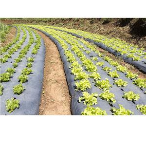 Film de paillage plastique CENPLAS de haute qualité, nouveau, de type extrusion, style moulage en rouleau, service OEM, agricole, en provenance du Vietnam - Product Image 5