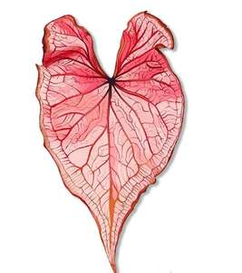 Aimants de réfrigérateur créatifs sur le thème des plantes avec divers motifs de feuilles - Product Image 6