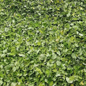 FEUILLES DE MORINGA SÉCHÉES PREMIUM ÉTIQUETTE NATURELLE CLEAN EXPORT - Product Image 1