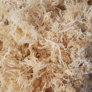 สาหร่ายไอริชมอส (Eucheuma Cottonii) แบบแห้ง บรรจุภัณฑ์แบบขายส่ง - Product Image 1