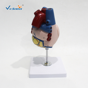 Modèle d'anatomie cardiaque agrandi, cœur humain démontable avec structures étiquetées pour l'enseignement médical et la formation des patients - Product Image 3