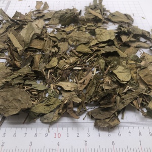 7001 Wu Xue <span class=keywords><strong>Teng</strong></span> 100% Gymnema Sylvestre sec naturel herbe séchée Gymnema tige et feuille coupée pour herbe - Product Image 4