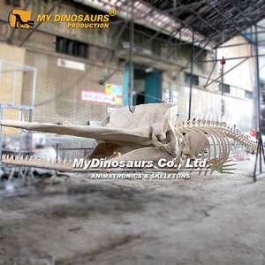 My Dino Squelette Cachalot à suspendre pour exposition - Product Image 6