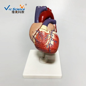 Modèle d'anatomie cardiaque (avec version numérique) - Conception détachable - Modèle biomédical - Product Image 1