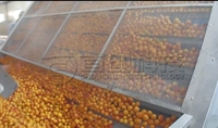 Automatische grote fruitdrooglijn met PLC-gestuurde gaasband en hetelucht droogmachine voor voedselverwerking
