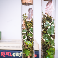 Tube à essai à fond plat Terrarium en mousse artificielle Tube de verre Plantes Terrariums en bois avec couvercle en liège