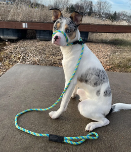 Collar de cabeza de cuerda de nailon enrollado con plomo para entrenamiento de perros fuerte y cómodo multicolor con Animal duradero personalizado sostenible - Product Image 5