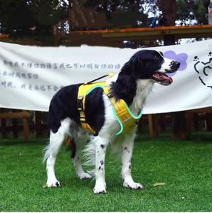 Tali rompi anjing kucing hewan peliharaan nilon mewah kualitas tinggi kustom tahan ledakan dengan fitur bantalan tombol penutup tali anjing pukulan - Product Image 4