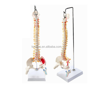 LHTHJ01 45CM enseñanza médica Color pelvis humana fémur coxis fijo deshuesado columna vertebral modelo - Product Image 4