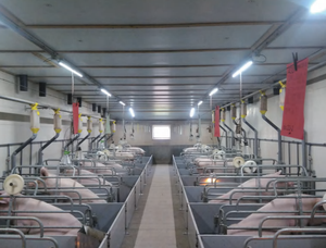 Équipement de volaille d'éclairage de volaille IP67 Bonbillo Para Granjas de Pollos <span class=keywords><strong>E27</strong></span>/HT19 ampoules LED T8/T12 tubes LED ampoules et tubes LED - Product Image 5