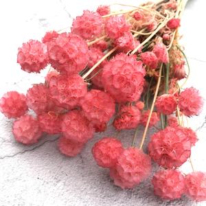 ¡Venta al por mayor! Arreglo de flores comretocarpus, <span class=keywords><strong>scabiosa</strong></span> natural fresca seca en conserva - Product Image 1