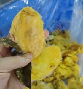 آلة إزالة بذور المانجو/صانع عصير المانجو للاستخدام في مصانع لب المانجو - Product Image 6