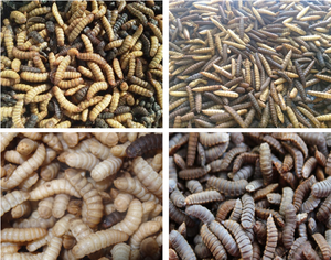 เตาอบไมโครเวฟสแตนเลสแบบสายพานลำเลียงต่อเนื่องสำหรับอุตสาหกรรม ควบคุมด้วย PLC ขับเคลื่อนด้วยเครื่องยนต์ ราคาโรงงานสุดคุ้ม - Product Image 5