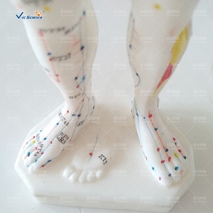 बिक्री के लिए नया मानव एक्यूपंक्चर अंग्रेजी चिकित्सा मॉडल 26 सेमी - Product Image 4