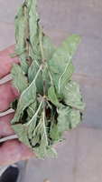 Herbe séchée brute de Chine, feuilles de menthe sauvage à vendre