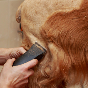 A5 lame tagliatore professionale per Pet Cut Machine sostitutive tagliatore 10 #30 #40 # 3F 4F 5F 7F acciaio e montaggio Clipper toelettatura - Product Image 5