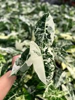 Alocasia Frydek Var Seedling, plante tropicale d'intérieur rare pour la décoration de la maison, plantes à feuillage pour la décoration de la maison, cadeau pour les amateurs de plantes