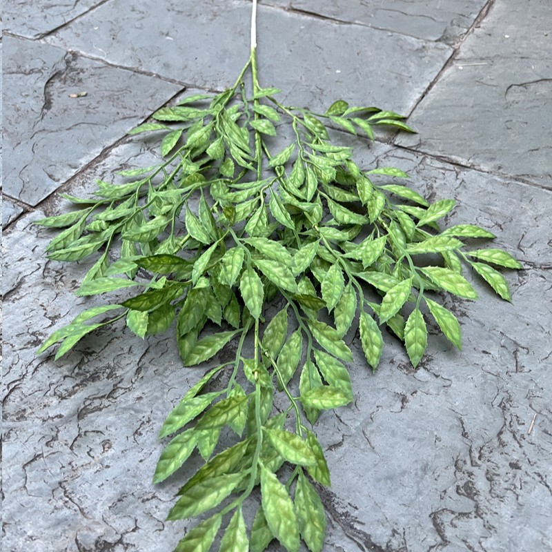 Feuilles de menthe