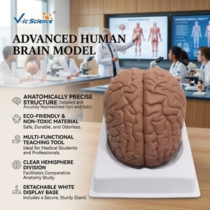 Modèle d'hémisphère cérébral grandeur nature, 4 parties détachables, centres fonctionnels sensoriels et motoriers pour laboratoire de <span class=keywords><strong>neurosciences</strong></span>, CE ISO ROHS CNAS - Product Image 1