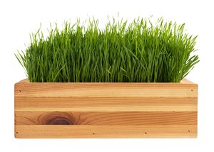 Kit de culture intérieure ornementale avec mélangeur d'herbe Bol pour chat Herbe pour plantes en <span class=keywords><strong>pot</strong></span> pour la maison Jardin ou <span class=keywords><strong>Pot</strong></span> de fleur en forme de chien - Product Image 2