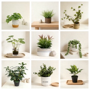 <span class=keywords><strong>Plante</strong></span> artificielle moderne <span class=keywords><strong>en</strong></span> <span class=keywords><strong>pot</strong></span> de ciment, herbe de <span class=keywords><strong>vanille</strong></span> vert clair de haute qualité, facile à utiliser pour la décoration de la maison et du bureau - Product Image 5