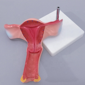 स्वस्थ महिला गर्भाशय शरीर रचना विज्ञान चिकित्सा मॉडल - Product Image 2