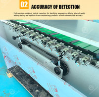 Machine de tri et de calibrage d'œufs 5400 pièces/h, machine de calibrage d'œufs de capacité industrielle pour petites exploitations avicoles