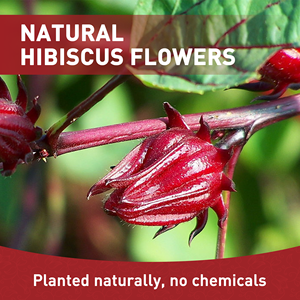 Thé de fleurs d'hibiscus biologique de haute qualité en sachet, arôme riche, longue durée de conservation, pour la santé et le bien-être, soutien contre l'<span class=keywords><strong>hypertension</strong></span> - Product Image 4