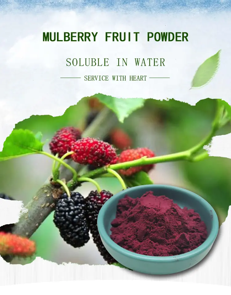 Rifornimento della fabbrica Organic Mulberry Estratto di Frutta