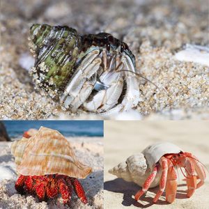 6PCS Large Hermit Crab <strong>Shells</strong> Natural Sea Conch Size 2.8&quot; - 3.9&quot; Opening Size 1.5&quot; - 2.5&quot; Turbo Seashells for Hermit Crab - Product Image 5