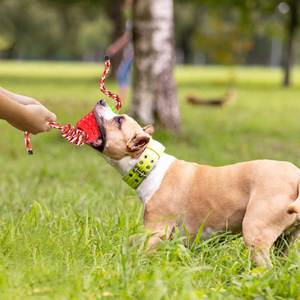 ของเล่นสุนัขรูปสับปะรดแบบใหม่ปี 2026 พร้อมเชือก TPR ปลอดสารพิษ ของเล่นเชือกขนาดใหญ่สำหรับสุนัข ของเล่นเคี้ยวสำหรับสุนัข - Product Image 5