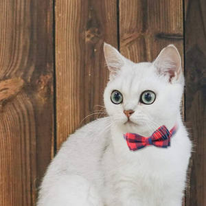 Collare per gatto con fibbia staccabile di sicurezza regolabile con fiocco multicolore di alta qualità con campana - Product Image 2