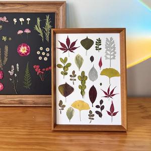 Ensemble de feuilles séchées <span class=keywords><strong>press</strong></span>ées assorties pour projets de bricolage, <span class=keywords><strong>scrapbooking</strong></span> et fabrication de cartes de vœux - Product Image 3