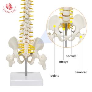 Modèle anatomique humain FRT017 taille moyenne enseignement médical colonne vertébrale avec modèle de squelette d'os de jambe aides pédagogiques médicales modèle de colonne vertébrale - Product Image 4