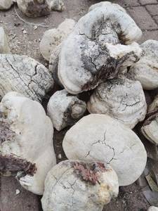 Ku Bai Ti, Champignon Chinois Herbal Amère Blanc (Fomitopsis officinalis), Séché, de Haute Qualité, Herbe Traditionnelle Chinoise, Plante Aromatique - Product Image 1
