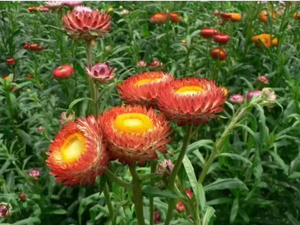 Thé de chrysanthème à sept couleurs de qualité supérieure, mélange floral artistique en vrac - Product Image 4