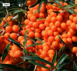 1 キロ食品グレード seabuckthorn の種子油価格、純粋な天然、健康、ヘルプ硬化がん、保護胃