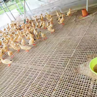 Nouveau revêtement de sol en plastique à lattes pour élevage de poulets de chair, équipement d'élevage avicole