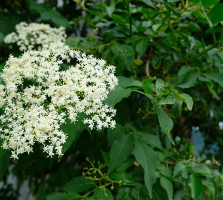 Natural Hydrosol Organic Elderberry Extract Muscle Soreness Relief