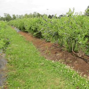 Malla Antihierbas para <span class=keywords><strong>Invernadero</strong></span> de Gran Escala, Tejido por Urdimbre, Plástico Agrícola, Moldeado por Soplado UV, con Orificios, para Plantas de Frambuesa, PE/PP, para Cosecha - Product Image 5